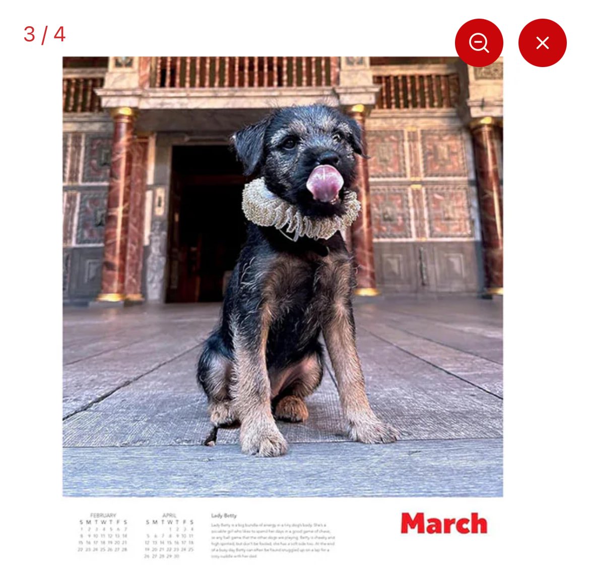 On ye olde Tongue Out Tuesday, does anyone know who Lady Betty is? She’s in <a href="/The_Globe/">Shakespeare’s Globe</a> #dogsinruffs calendar next year! Amazing 🤩 #btposse shop.shakespearesglobe.com/products/dogs-…