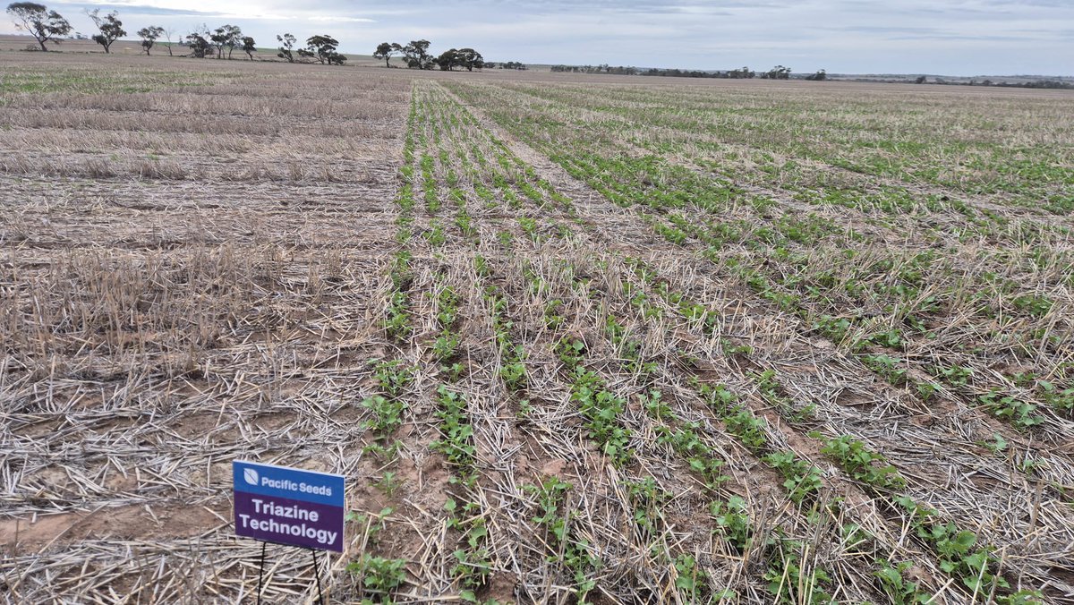 Justin Kudnig (@captaincanola) on Twitter photo Carnamah WA 2025 Hyola Innovation Trials looking magnificent thanks to <a href="/grantcropcircl1/">Grant Thompson</a> <a href="/jsawyer97/">Jack Sawyer</a> More #LocalData4LocalGrowers - Canola Growers, visit Australia’s only Multi-Technology yield comparison tool pacificseeds.com.au/canola-yield-t… <a href="/PacificSeeds/">Pacific Seeds</a> <a href="/AgingAgro/">Andrew Heinrich</a> <a href="/hurgl1/">Tim Wilmshurst</a> <a href="/danrollsroyce/">Dan Rolls</a> Carnamah WA 2025 Hyola Innovation Trials looking magnificent thanks to <a href="/grantcropcircl1/">Grant Thompson</a> <a href="/jsawyer97/">Jack Sawyer</a> More #LocalData4LocalGrowers - Canola Growers, visit Australia’s only Multi-Technology yield comparison tool pacificseeds.com.au/canola-yield-t… <a href="/PacificSeeds/">Pacific Seeds</a> <a href="/AgingAgro/">Andrew Heinrich</a> <a href="/hurgl1/">Tim Wilmshurst</a> <a href="/danrollsroyce/">Dan Rolls</a>