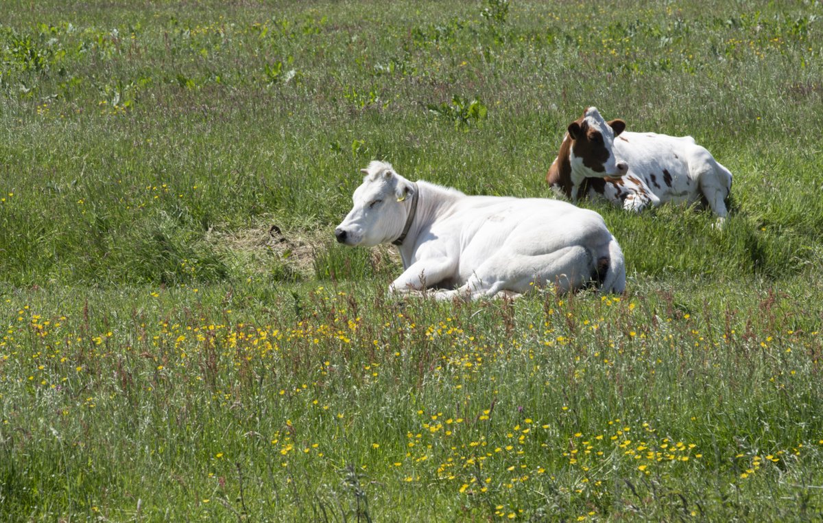 De betrokkenheid van melkveehouders in natuurbeheer groeit! 🌱 Met 700 deelnemers aan het project #AgrarischNatuurlijk zetten we samen stappen naar een duurzamer landschap. 🐄   Lees meer: boerennatuur.nl/actueel/agrari… #Duurzaamheid #Natuurbeheer