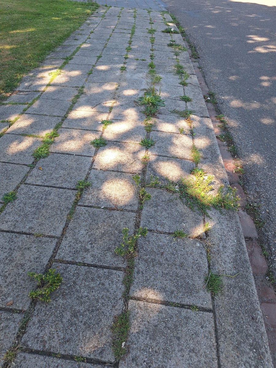 LBosklopper's tweet photo. Hoi @gemtwenterand,
Vorig jaar ook al eens onder de aandacht gebracht maar dit heeft blijkbaar niet geholpen.
Als inwoner van @gemtwenterand stoor ik me mateloos aan de wildgroei van onkruid op de stoepen, straatgoten en parkeerplaatsen (1/3). https://t.co/GBueVAHALA