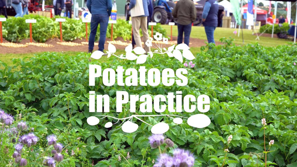 Not long to go until #PotatoesInPractice2025🥔 

Hosted by Hutton through the National Potato Innovation Centre (#NPIC), in partnership <a href="/SRUC/">SRUC</a> &amp; <a href="/AgriiUK/">Agrii</a>

Catch the 2024 highlights 🎥 ow.ly/81wM50WiVou 

📅 7th August |📍Balruddery Farm | 🕘 9am

🎟️ ow.ly/PTVV50WiVot
