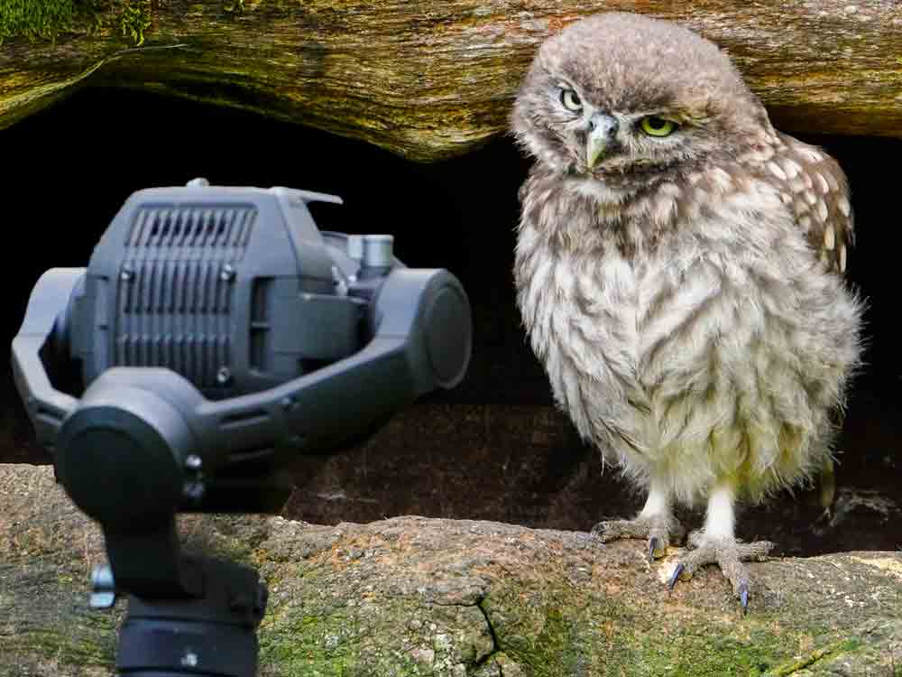 I love filming little owls - they're the smallest UK owl, but the most charismatic.
I follow their day to day lives, watching them hunt, lay eggs, hatching and watching the young little owlets develop and grow.
Watch my film here: youtu.be/H6cFHl8TST4