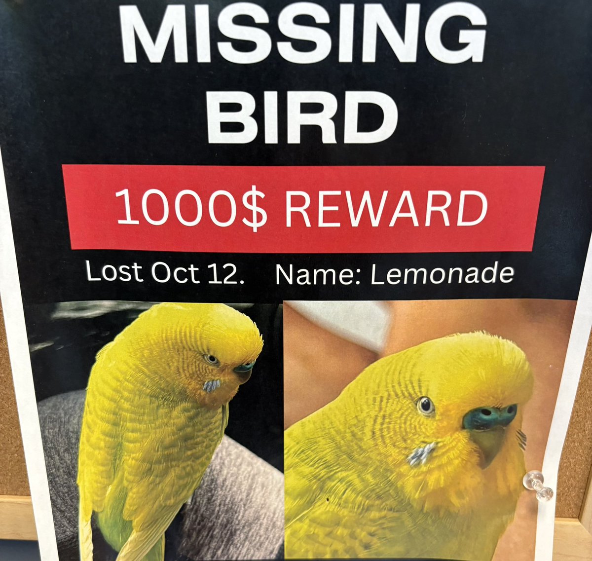 You can call me Ace how I’m gonna find this bird.