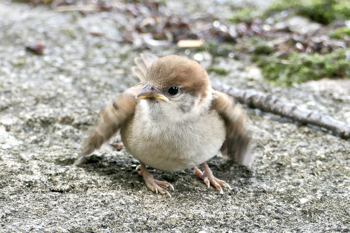 いい子だからまってるでち
パタパタパタパタ…

#ちゅん活　#すずめ　#こんばんは　#鳥好きさんと繋がりたい　#sparrow #birdwatching