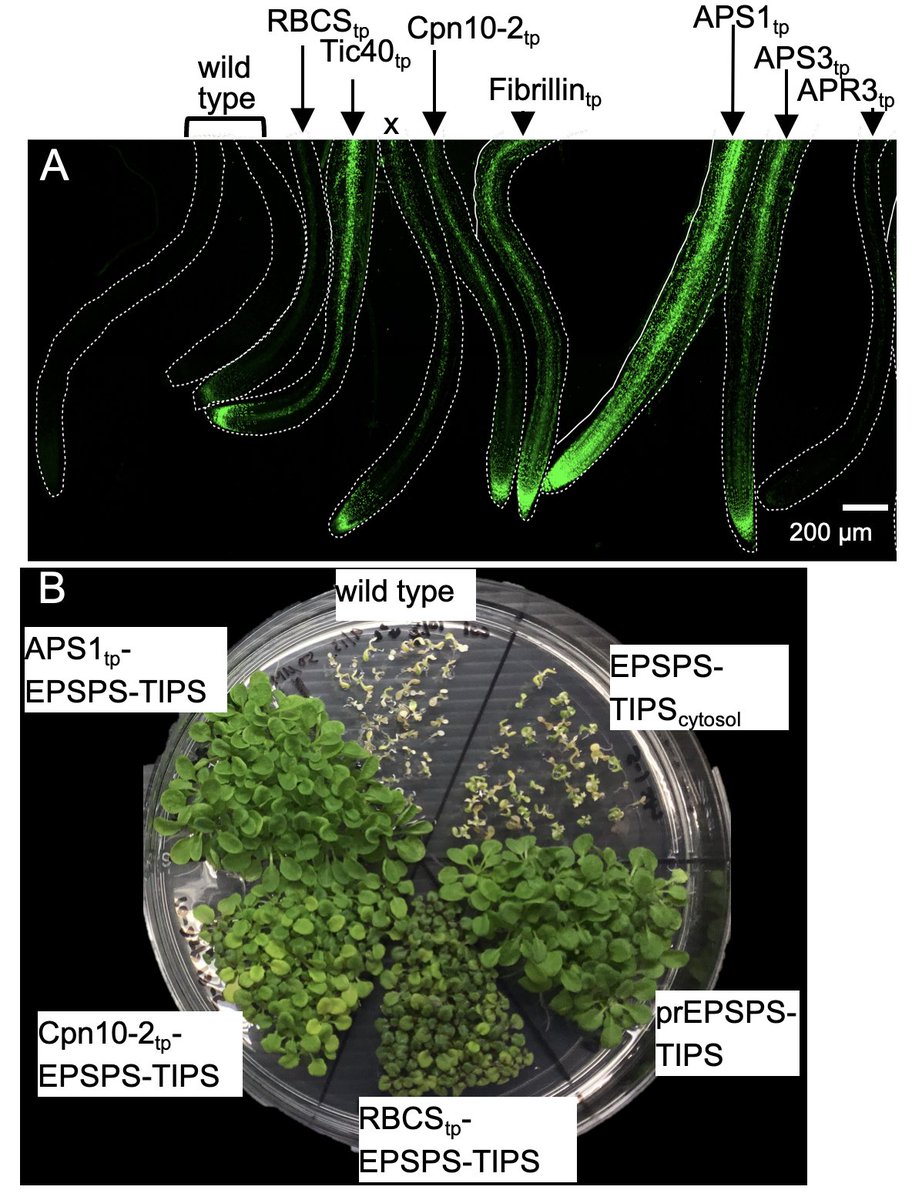 中央研究院 Academia Sinica (@acadsinica) on Twitter photo High-efficiency leucoplast transit peptides for manipulating plastid protein production
sinica.edu.tw/en/news_conten…
#Plant #Taiwan <a href="/NaturePlants/">Nature Plants</a> <a href="/IMBSinica/">IMB Academia Sinica</a> High-efficiency leucoplast transit peptides for manipulating plastid protein production
sinica.edu.tw/en/news_conten…
#Plant #Taiwan <a href="/NaturePlants/">Nature Plants</a> <a href="/IMBSinica/">IMB Academia Sinica</a>
