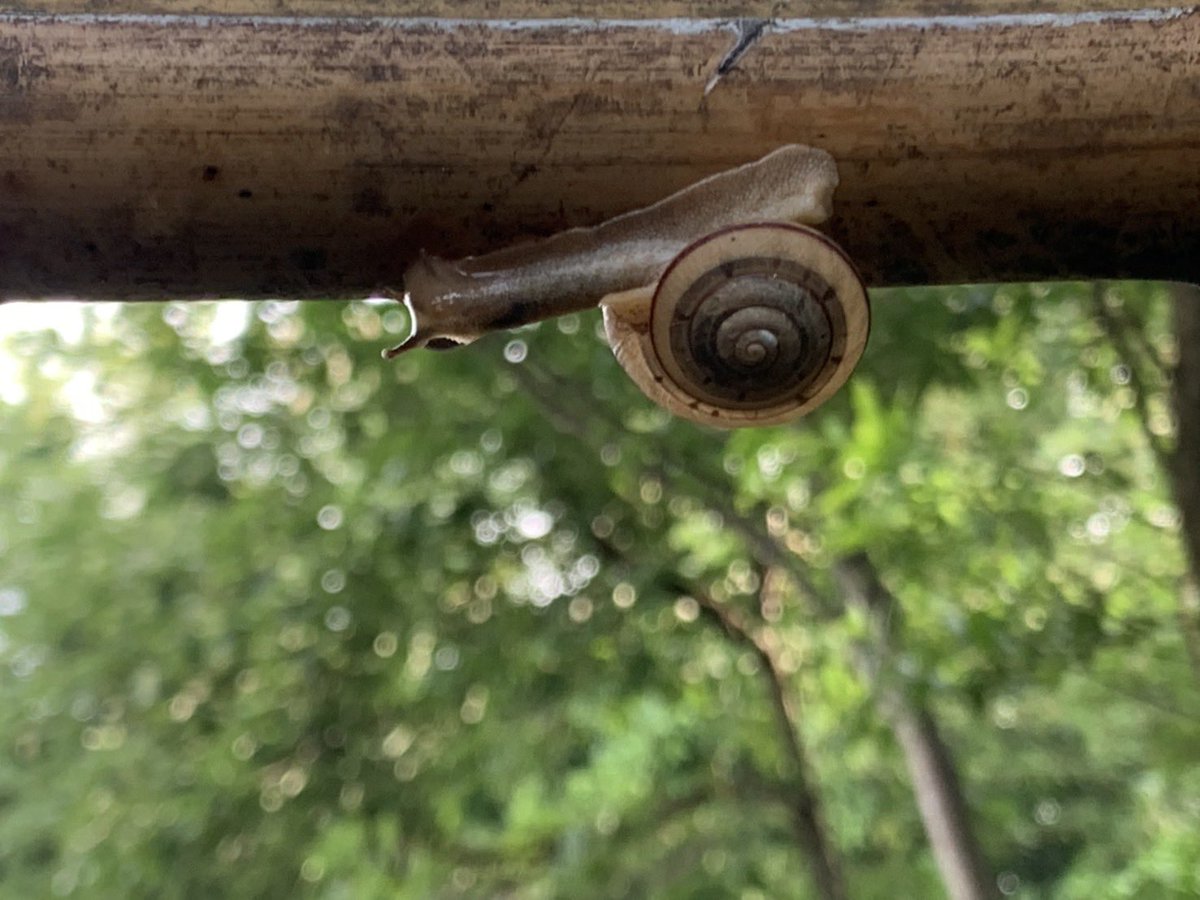6月丸亀市議会では、タクシー補助券交付を求める私の質問に、市長が初めて実施する旨答弁👏
三度目の質問でやっと実現😆
私もカタツムリと同じくゆっくりでも前進🌼

ついこの間まで、梅雨でのびのびしていたカタツムリ🐌
この真夏日でどうしてるでしょう