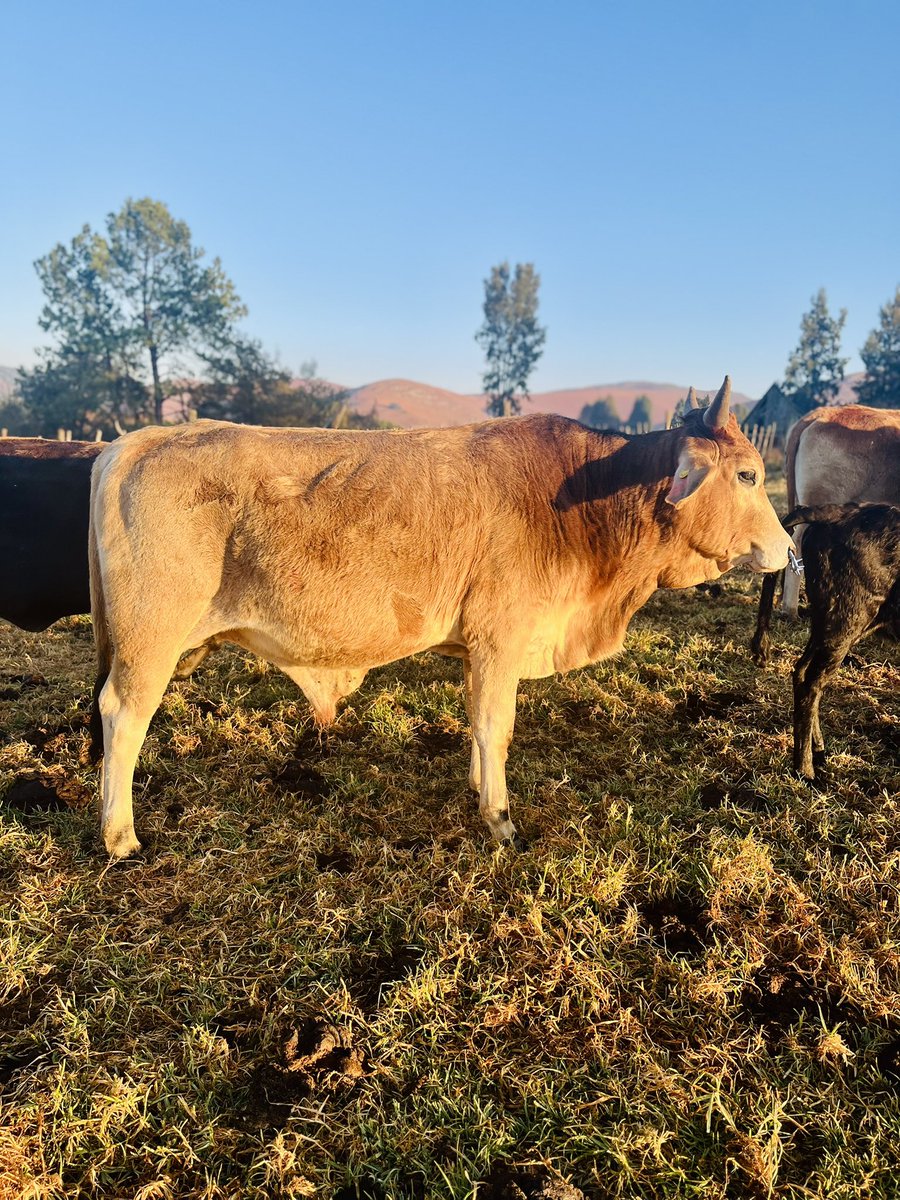 Selling 2 x feedlot ready young bulls for E9k each. Bulls are in Hawane, for details call 76060 0476.