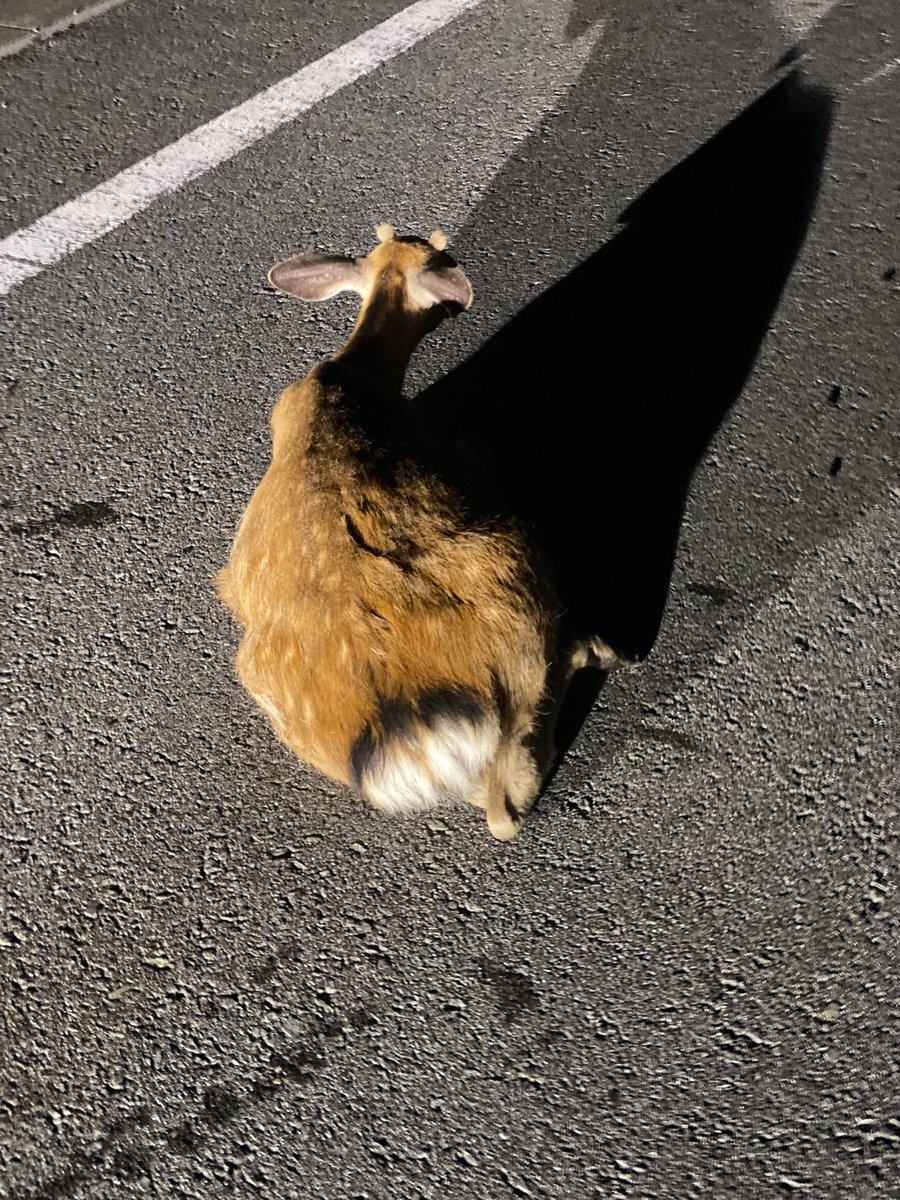 RCF_01's tweet photo. 鹿を跳ねてしまいました。

鹿はどこかへ消えてしまい
怪我は無く、車へのダメージもほぼ無傷ですが…一度経験するとトラウマですね。 https://t.co/Hb1PoGQ4sF