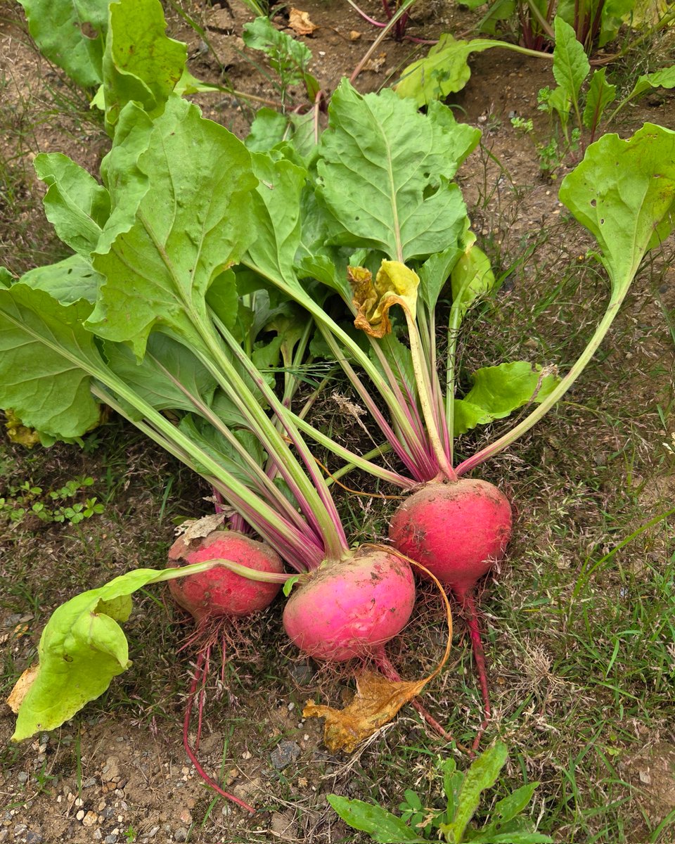 ビーツが育ちました。
同じ種でも、ピンクと赤がいる。
#家庭菜園 #畑 #無農薬