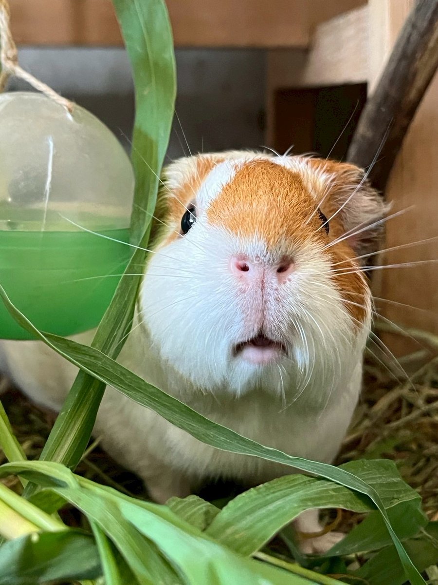 satsukiyama_zoo's tweet image. モルモット感謝の日まで残り1日
本日紹介するのは『ナメコ』です。
お顔にだけ茶色の模様があり,他は白色をしています。
実は見た目の割に1000g超えています。
おやつはいつも遠くからちょうだいとこちらをみてきます。
#五月山動物園 #モルモット感謝の日 #モルモット #ナメコ