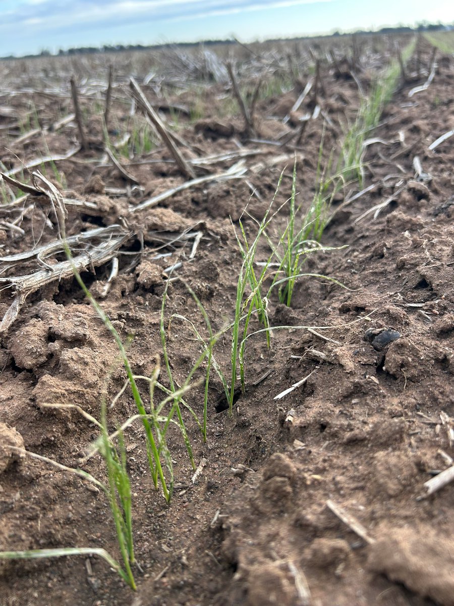 Rohan Brill tweet media