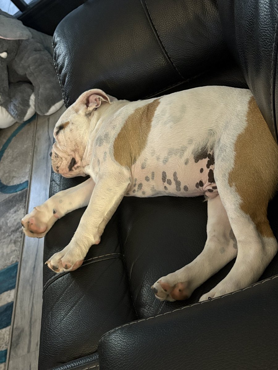 Good night every one. 🥱 I wonder what will happen tomorrow 🤔 I hope more naps are involved 🥰 
Thank you all for welcoming me. I know I have very big paws to fill, thankfully I have big paws 🐾 😉
I never met my big sis Nug but I see her here &amp; she really loved it 🥰