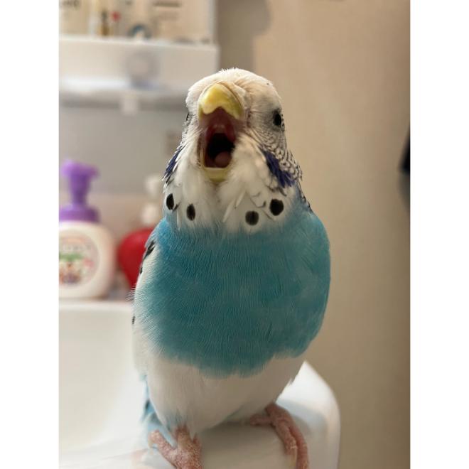 今日の「カバー小鳥」は、ぴーすけちゃん（セキセイインコ）です。「ほらほら顔洗って、歯みがきも忘れずにね！」そんな元気な声が聞こえてきそう♡ 
#セキセイインコ 
kotoribu.com