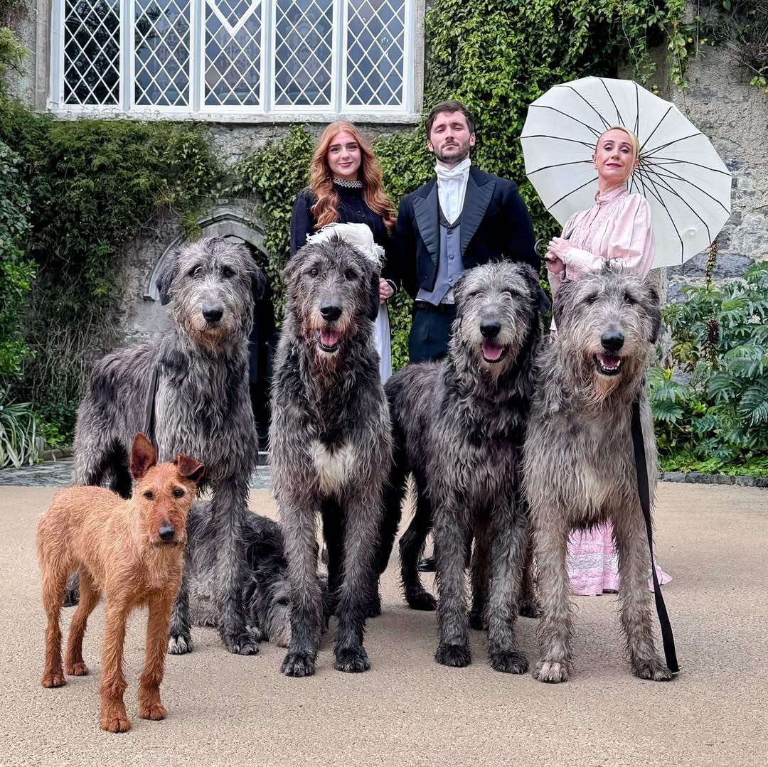 At Malahide Castle, just outside Dublin city, the Irish Wolfhound Experience invites you on a guided walk through the gardens and grounds in the company of these gentle giants. 
 
 📍Malahide Castle, Dublin
  📸 instagram.com/thewolfhoundex…