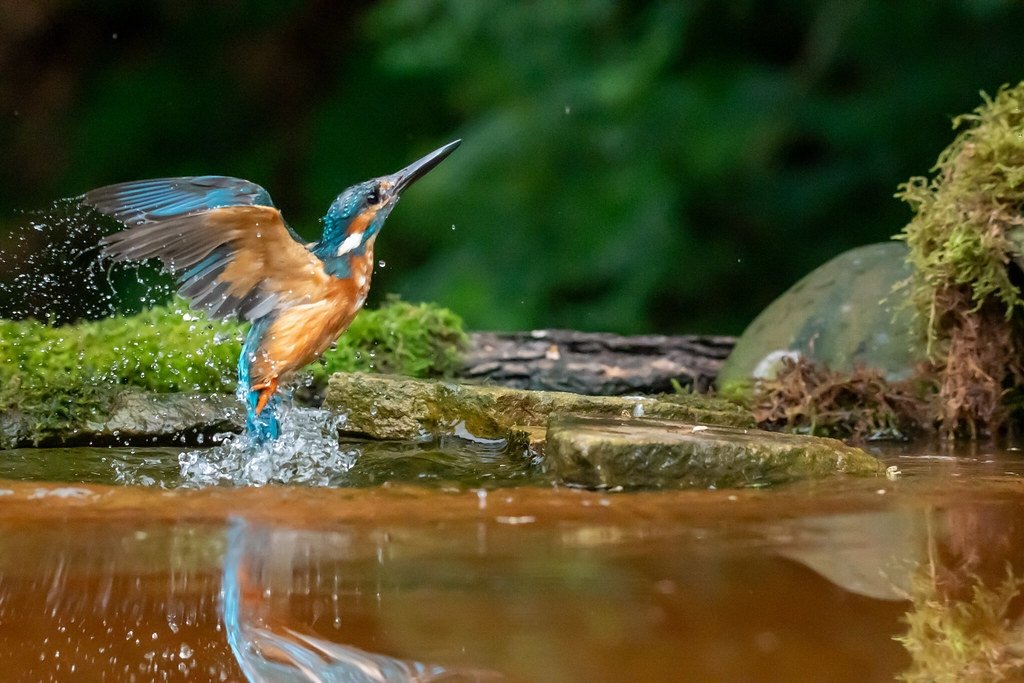 IanSanderson_'s tweet photo. I'm hindsight, I wish I'd shot a little wider to try and capture the reflection o the kingfisher on the pond. 

I know for next time.

#WildlifePhotography
#BirdPhorography
@ThePhotoHour https://t.co/PezL9Bx5GB