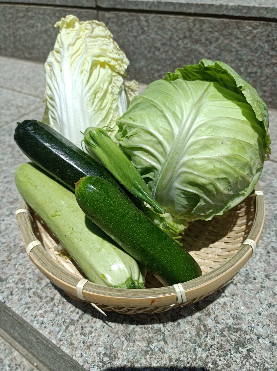 CompassLab8's tweet image. たくさん収穫できました…!
#コンパスラボ #塾 #鳥取市 #オンライン塾 #受験生 #中学受験 #高校受験 #大学受験 #日常に潜む学び #塾講師飯テロ部 #家庭菜園 #食育 #企業公式夏のフォロー祭り #企業公式つぶやき部