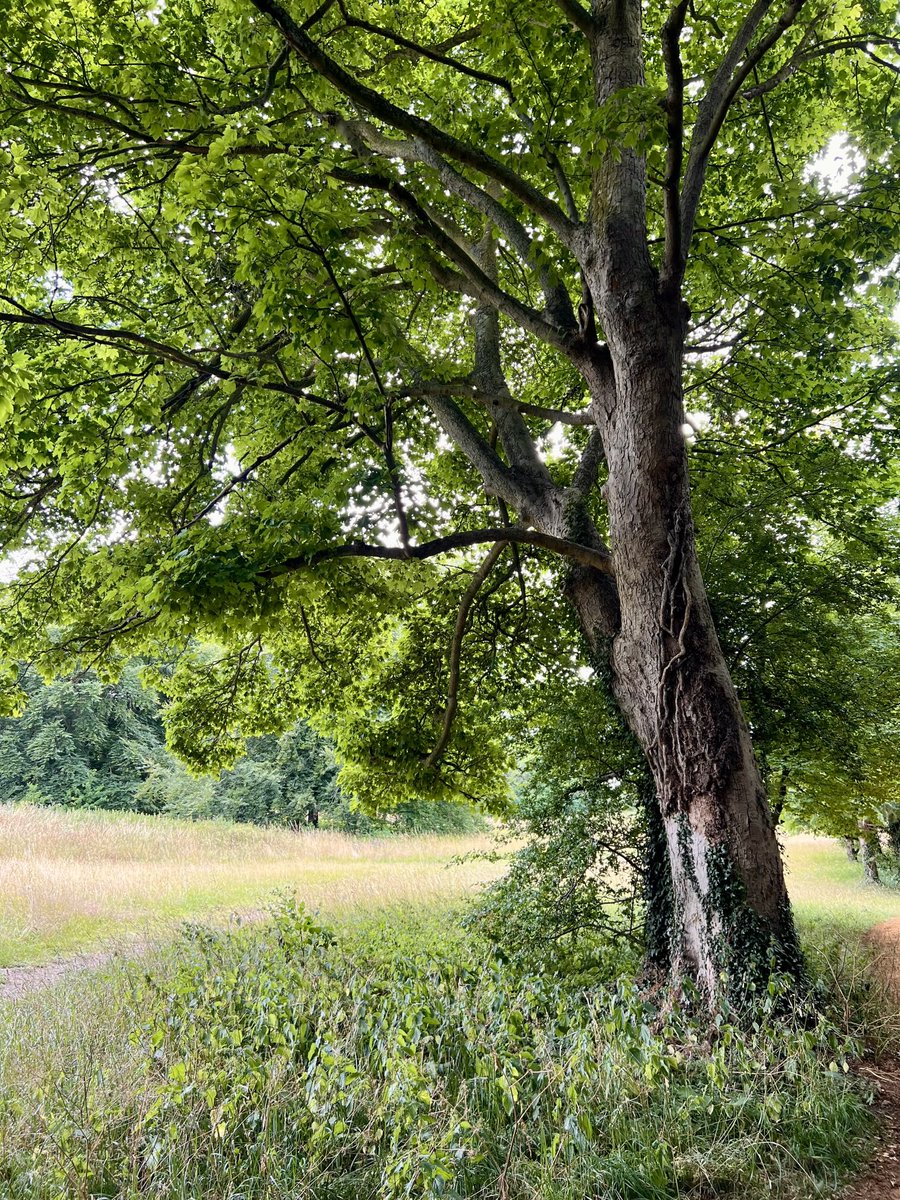 #ThickTrunkTuesday - at a fork in the road, Wandlebury