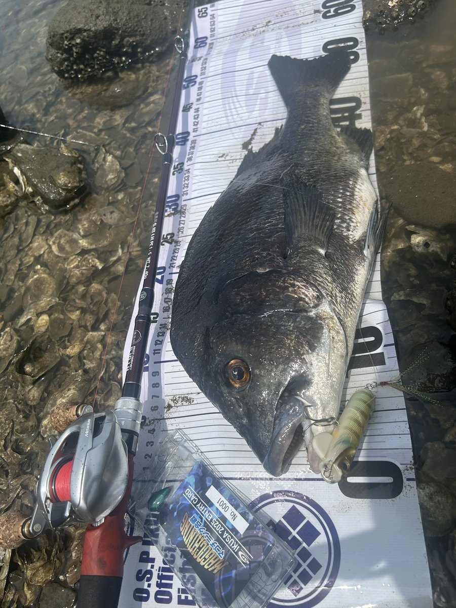 tnyn252525's tweet photo. DETA!!
#YAMATOJr_SPEC2
年無しクロダイ🐟が釣れました🎣
近くまでチェイスで食い切らないのでクラッチ切って逆ドッグウォーク🐕で送り込んだらバイト!
以前よりだいぶ口を使いやすくなりました🙂
#OSP
#fishman
#BC4510LH https://t.co/NMnJR8qI1Z