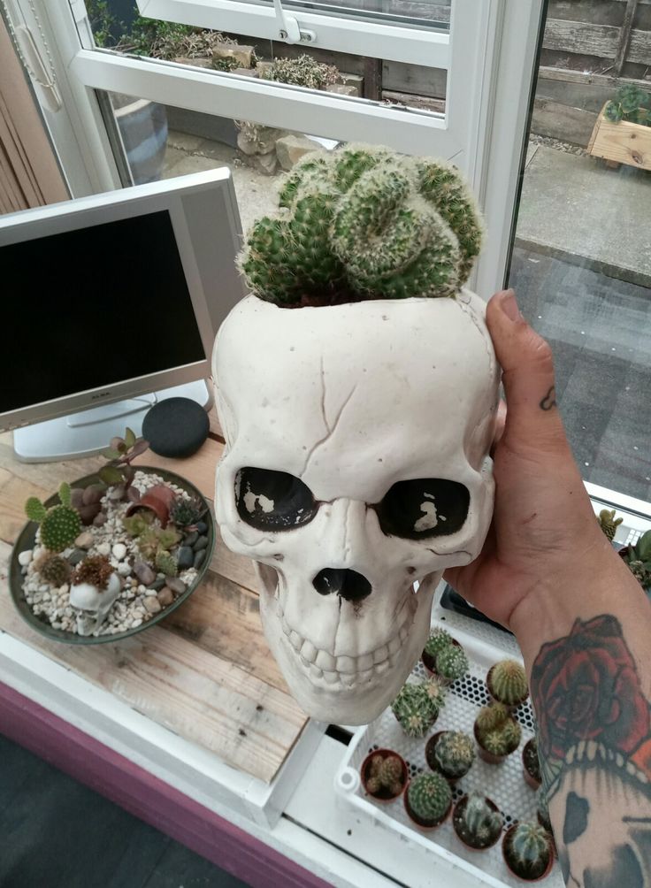 Дед разбил ещё несколько горшков, пока все растения не были эвакуированы в оранжерею. 

Но вот этот ему понравился...