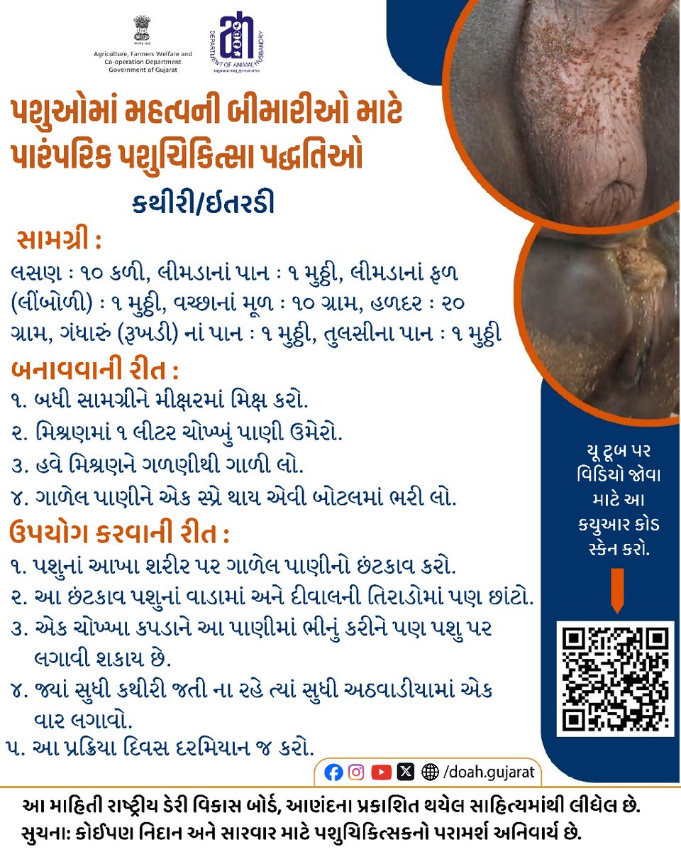 DoahGujarat's tweet photo. પશુઓમાં મહત્વની બીમારીઓ માટે પારંપરિક પશુચિકિત્સા પદ્ધતિઓ

કથીરી/ઇતરડી

#TickTreatment
#EctoparasiteControl
#EthnoVeterinaryPractices
#AnimalHealth
#NaturalCattleCare
#PashupalanYojana
#AnimalHusbandryIndia
#NaturalHealingForAnimals
#FarmAnimalHealth https://t.co/aiNoBZbxxc