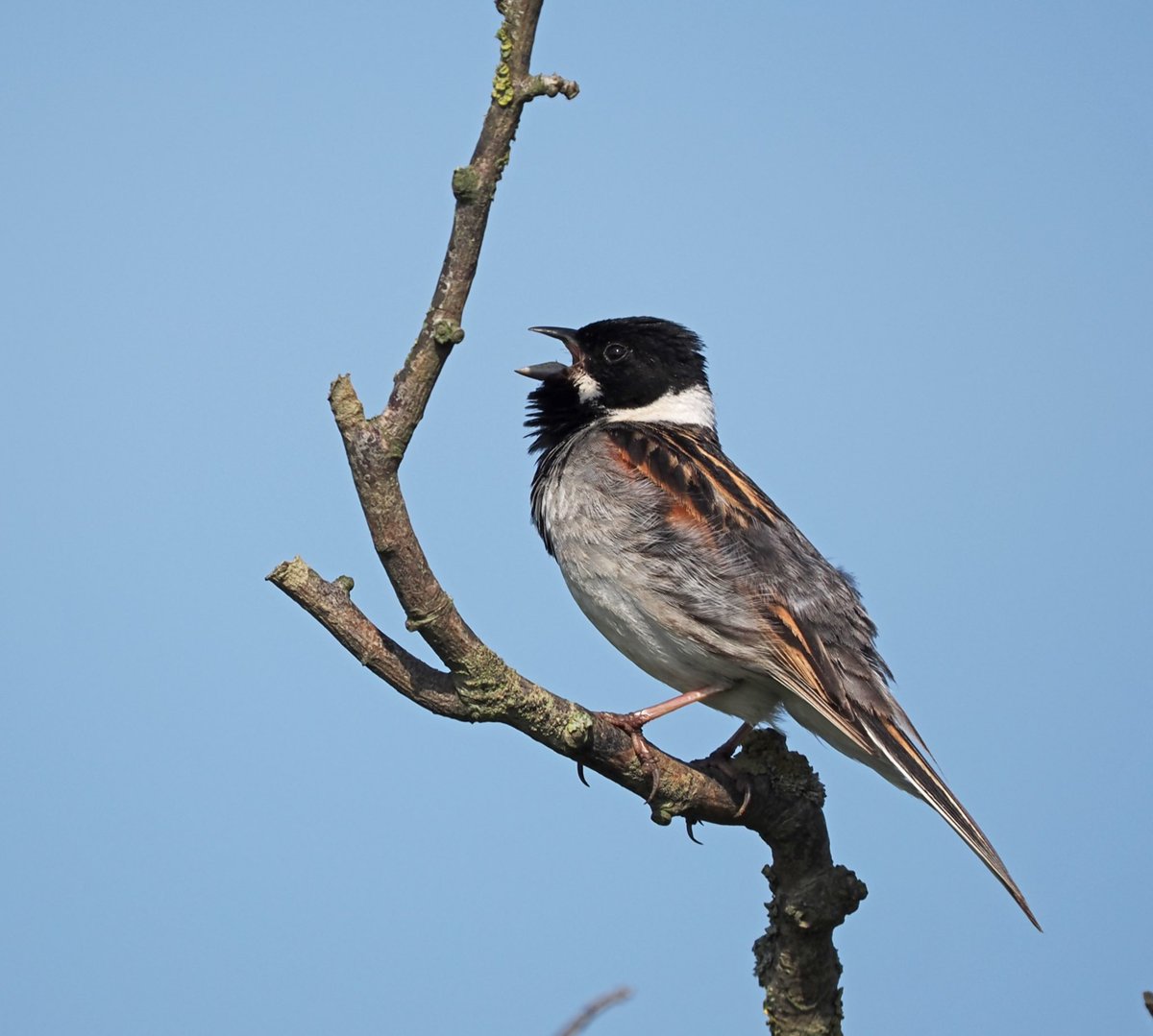 Mike Smith (@mikecsmiffy) on Twitter photo Male Reed Bunting at full volume!
Seen at Covehithe, Suffolk
#birds #birdphotography #wildlife #wildlifephotography #nature #naturephotography
<a href="/Natures_Voice/">RSPB</a> <a href="/suffolkwildlife/">SuffolkWildlifeTrust</a> <a href="/BTO_Suffolk/">BTO Suffolk</a> <a href="/NatureUK/">NatureUK</a> <a href="/Britnatureguide/">The British Nature Guide</a> <a href="/BBCSpringwatch/">BBC Springwatch</a> Male Reed Bunting at full volume!
Seen at Covehithe, Suffolk
#birds #birdphotography #wildlife #wildlifephotography #nature #naturephotography
<a href="/Natures_Voice/">RSPB</a> <a href="/suffolkwildlife/">SuffolkWildlifeTrust</a> <a href="/BTO_Suffolk/">BTO Suffolk</a> <a href="/NatureUK/">NatureUK</a> <a href="/Britnatureguide/">The British Nature Guide</a> <a href="/BBCSpringwatch/">BBC Springwatch</a>