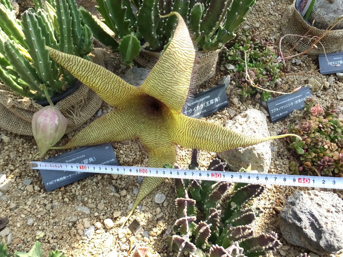 本日、乾燥地植物室にて #オウサイカク（王犀角）が開花しました❗️花のサイズは…何と40cm❗️名前に「王」が付くのも納得の巨大花です👑✨腐敗臭を放ってハエをおびき寄せているので近づきすぎにはご用心を～😳
#咲くや開花情報　#咲くやこの花館