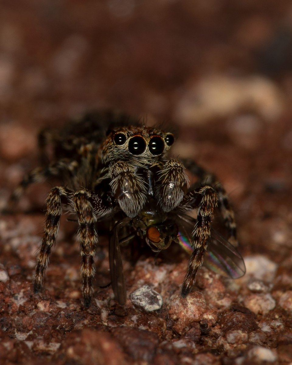 Our Species of the Month for July is the zebra jumping spider. 🕷 

This fascinating little spider is  a daytime hunter, capable of jumping over ten times its own body length! Learn how to identify it and report your sightings here 👉 bit.ly/3cHL9FB ~ Jack