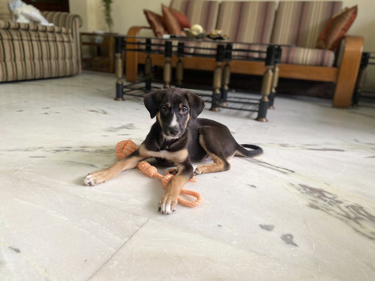 umkalra's tweet photo. Gurgaon/NCR — we’re still looking for a home for our foster puppy! He’s just a bit over 2 months &amp; the liveliest most excited little cutie ever. Almost fully housetrained (he’s just a baby), listens to some commands, vaccines up to date, dewormed. Please RT! https://t.co/iYpOPeOUBr