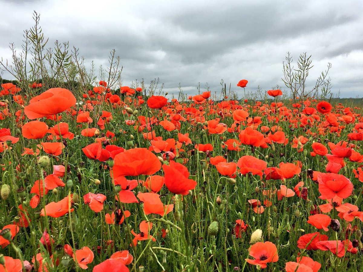 jbanningww1's tweet image. Remembering all those who went over the top at the Somme 109 years ago today. ‘The day of hope and slaughter’ as one survivor memorably named it. A day like no other #Somme #WW1