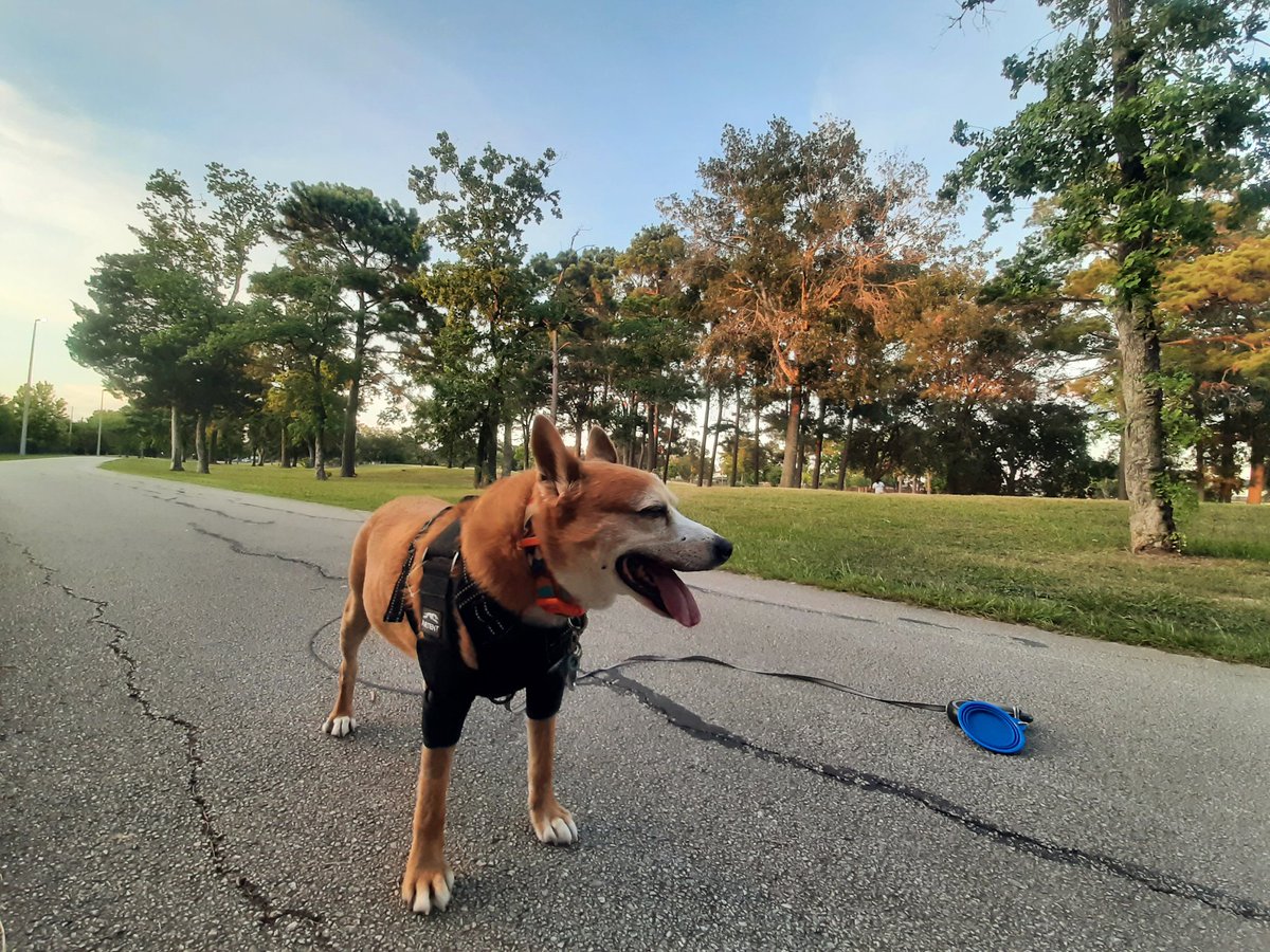 EltonSherrif's tweet image. Saturday daddy filling up da pool oready, next week da workers back to complete da job. Meanwhile, I unda love attack from mommy, kissies & hugging, no escape for I😁💞Daddy & I in our park, after 8pm - but still 90F. I good time anyway. Sending y'all love & respect 👍🖐🐾🚔🐕