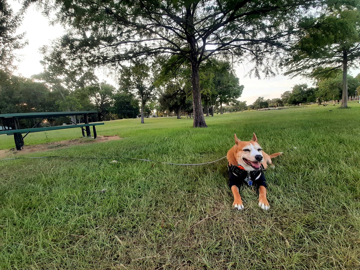 EltonSherrif's tweet image. Saturday daddy filling up da pool oready, next week da workers back to complete da job. Meanwhile, I unda love attack from mommy, kissies & hugging, no escape for I😁💞Daddy & I in our park, after 8pm - but still 90F. I good time anyway. Sending y'all love & respect 👍🖐🐾🚔🐕
