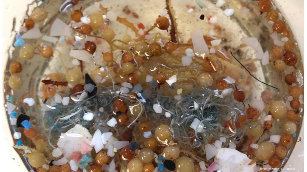 🐠 Mit KI Enzyme im Meer aufspüren

Forschende von vier Helmholtz-Zentren wollen mithilfe von KI nach marinen Biokatalysatoren suchen, die Plastik abbauen oder Kohlendioxid binden können.

👉 Mehr zum Thema gibt es hier: biooekonomie.de/nachrichten/ne…

#Ozean # Enzyme #Plastik