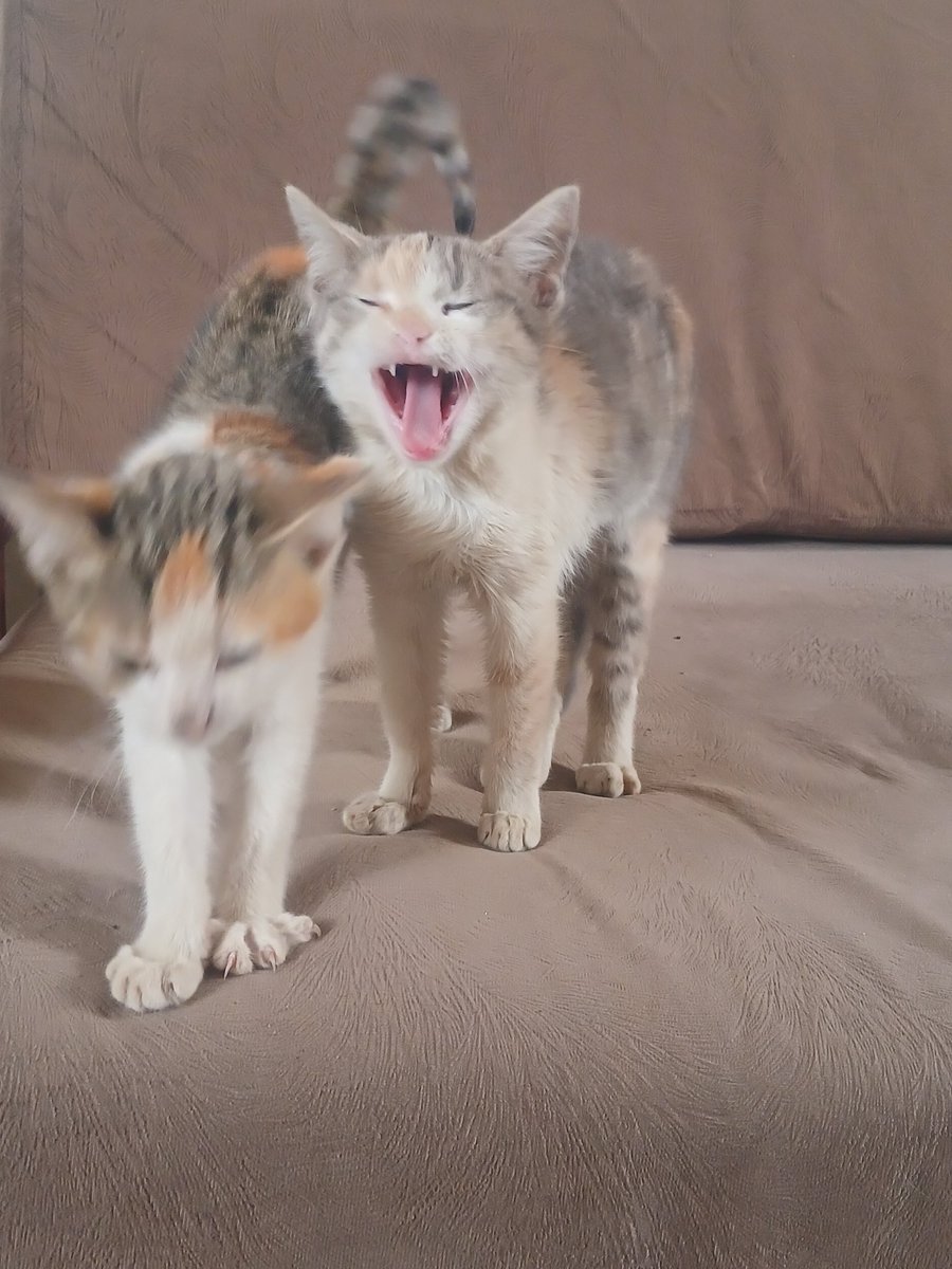 SAnimeverse's tweet photo. Looks like i woke them up https://t.co/VQQbPckYHG