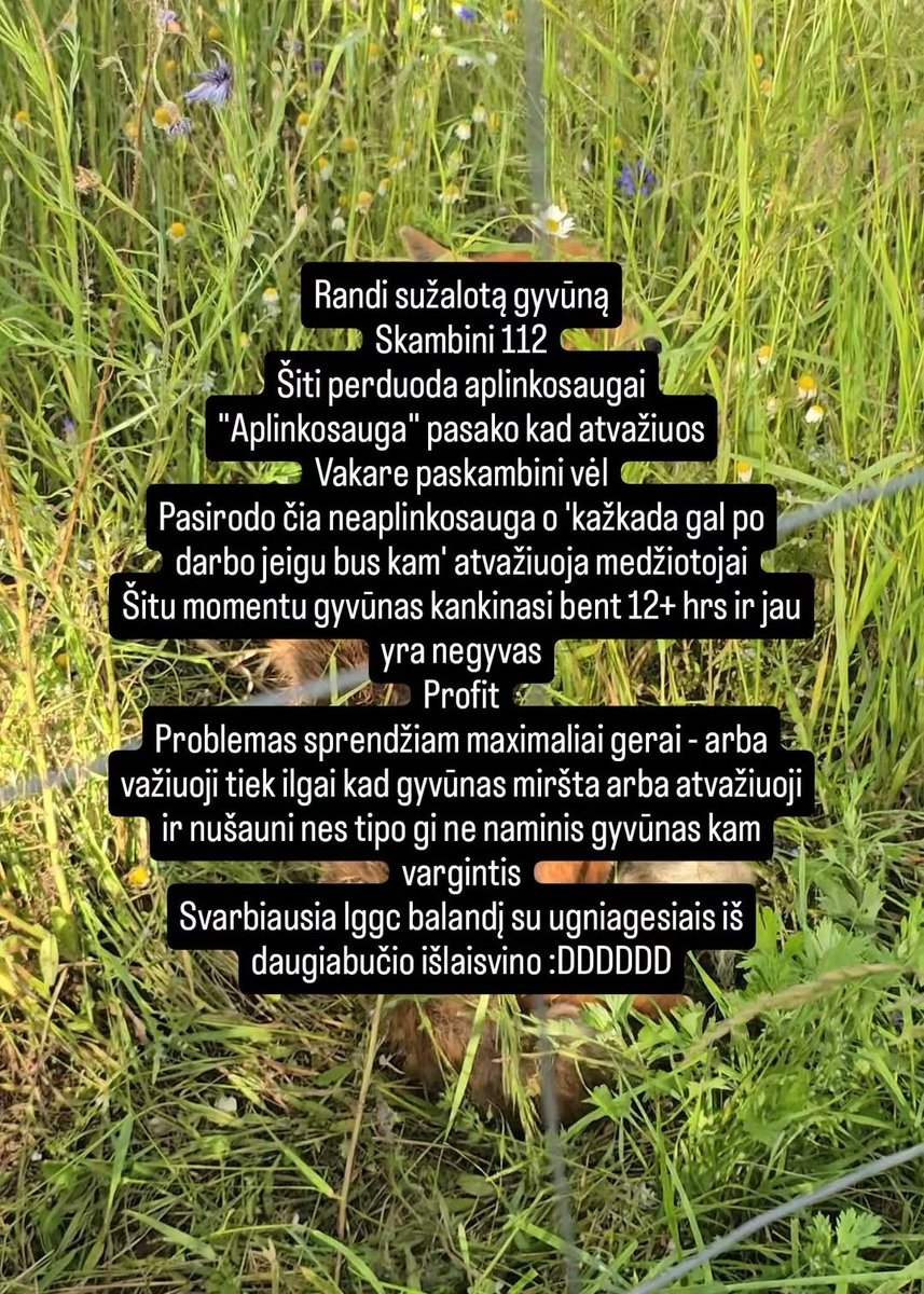 🏳️⚧️Aidas 🏳️🌈 absoliutus s/o simpas 💞 tweet media