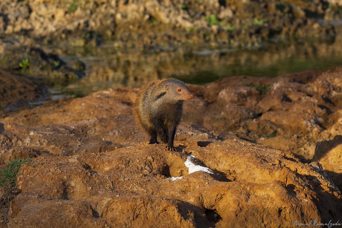 Namalkamalgoda's tweet image. Strip Necked Mongoose are the largest species in Sri Lanka.  They numbers seem to be in decline and getting harder and harder to see. 

#srilanka #yalablock5 #canonwildlife #BBCwildlifePOTD  #Mongoose #stripneckedmongoose #srilankanwildlife #bbcwildlifemagazine #planetearth