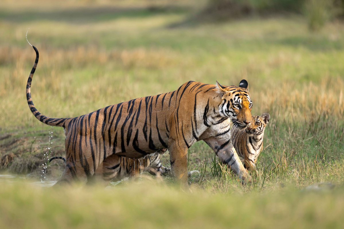 Tuesdays are for Tigers of Tadoba🐅 🧡 #TigerTuesday