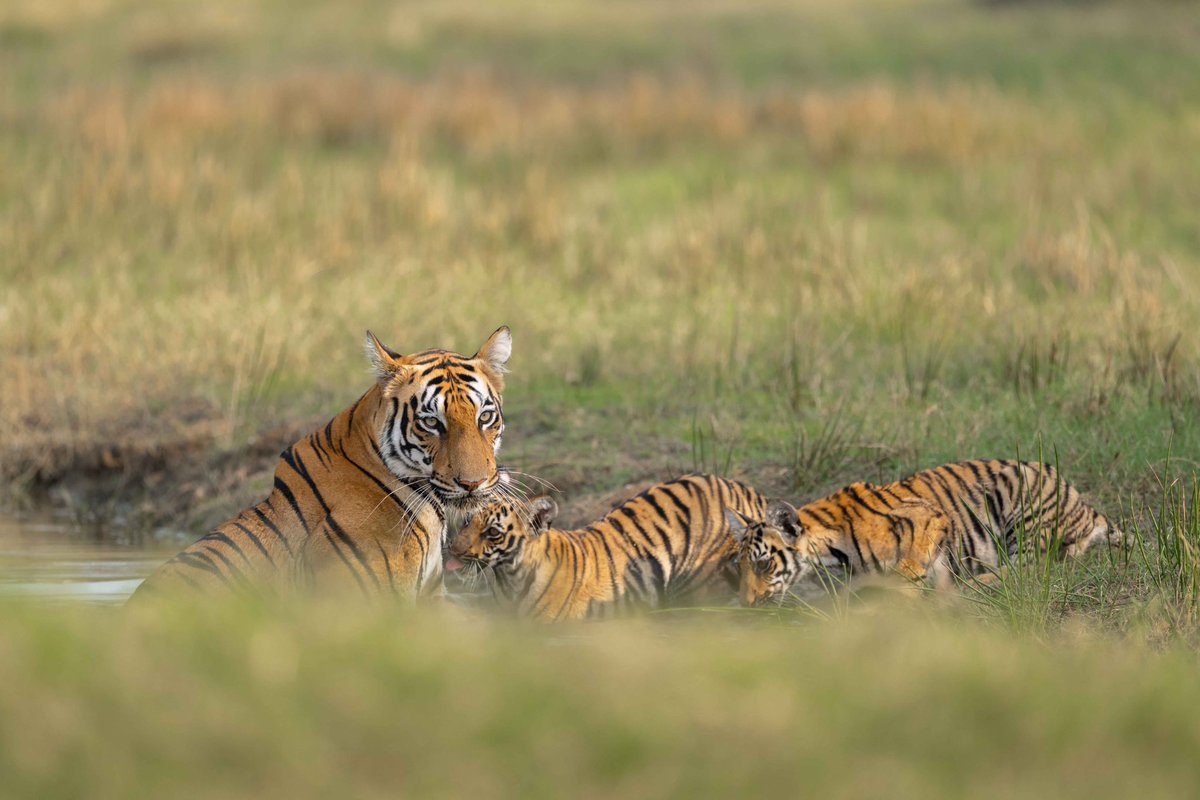 Trikansh Sharma tweet media