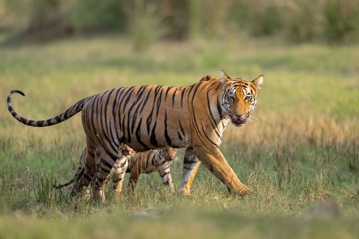 Trikansh Sharma tweet media