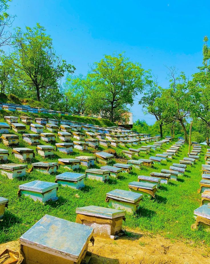 diharagirimana's tweet photo. Modern beekeeping farm #BeekeepingFarming https://t.co/zKSOPfrES0