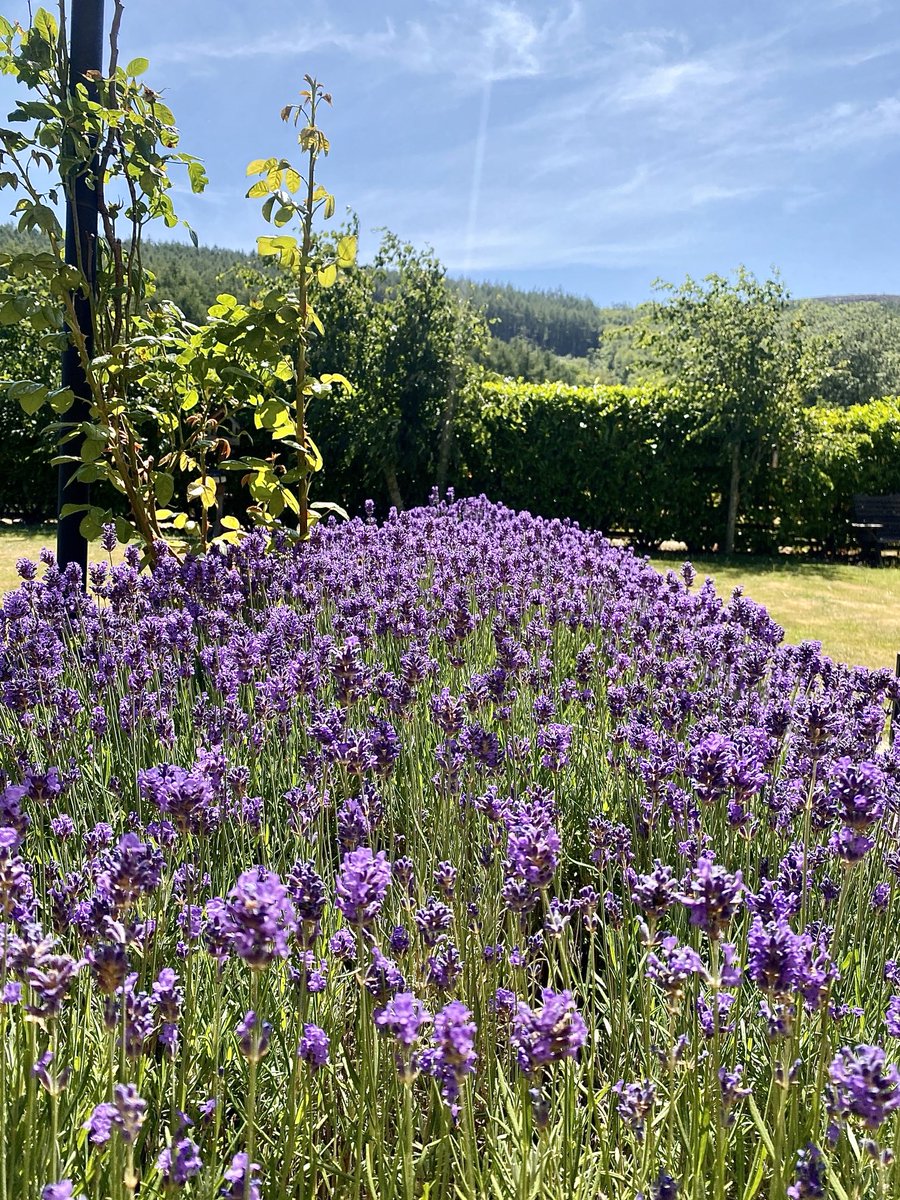 Nicky13Johnson's tweet image. Wishing you a terrific Tuesday and a happy month of July from my little slice of North Yorkshire 馃槉