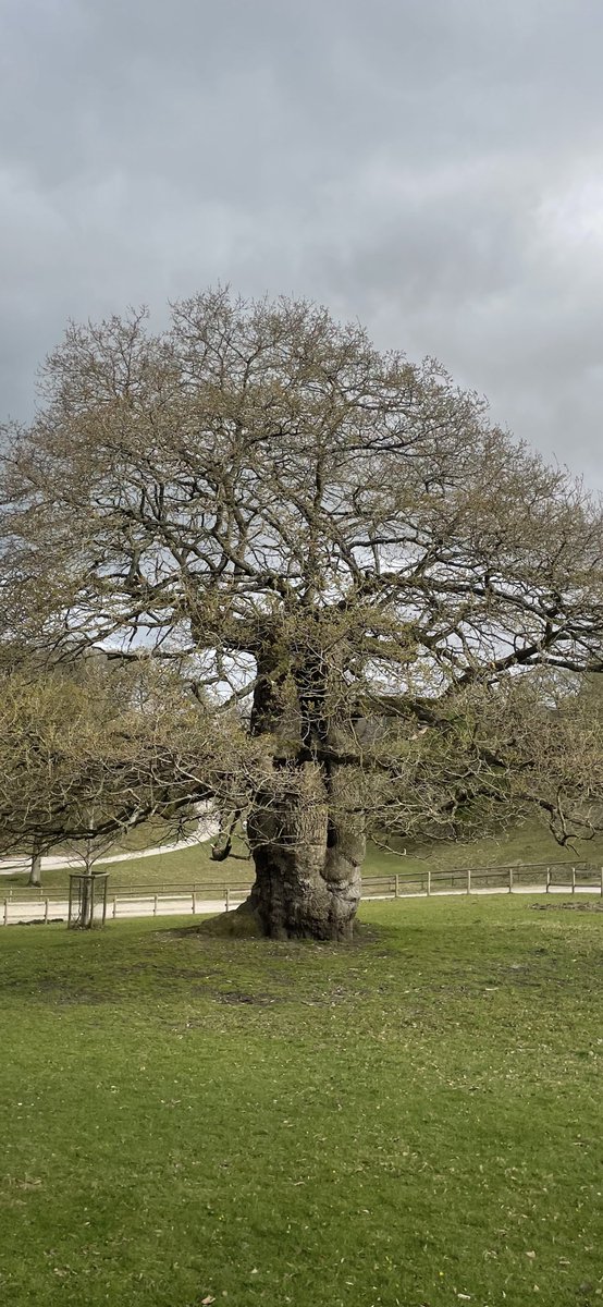 Andy6hutch's tweet image. Happy 1st of July 😊…. The first #ThickTrunkTuesday of the new month 🌳… Have a blinder…. #TreePeople #TreeClub #WoodlandTrust #Chatsworth #WoodlandWalks