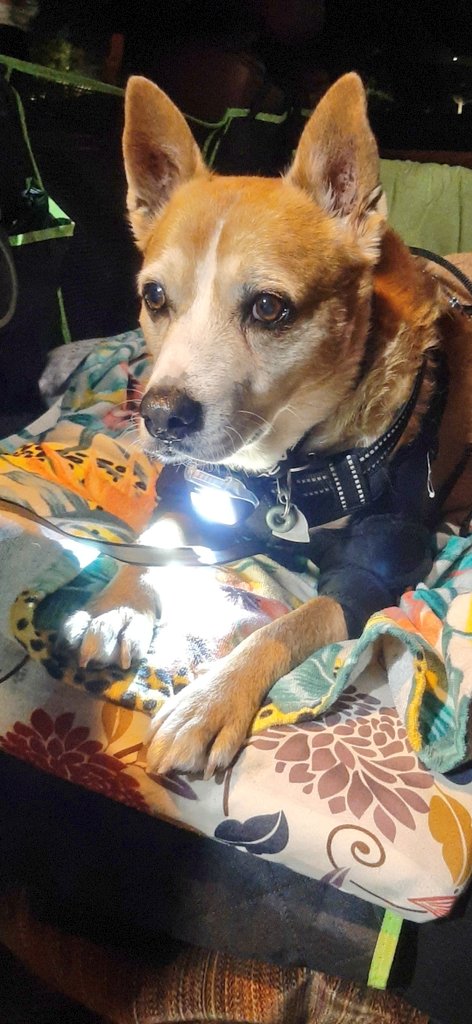 EltonSherrif's tweet image. Sunday daddy & I on night pawtrol, only 80F, so I happy sniffing out our downtown area. Here you can see I b4 - fully focused for da job and after - quite relaxed, giving y'all a personal TOS - a Tongue Out Sunday. Stay happy, have some fun, your friend Sheriff Elton 🖐🐾🚔🐕💞