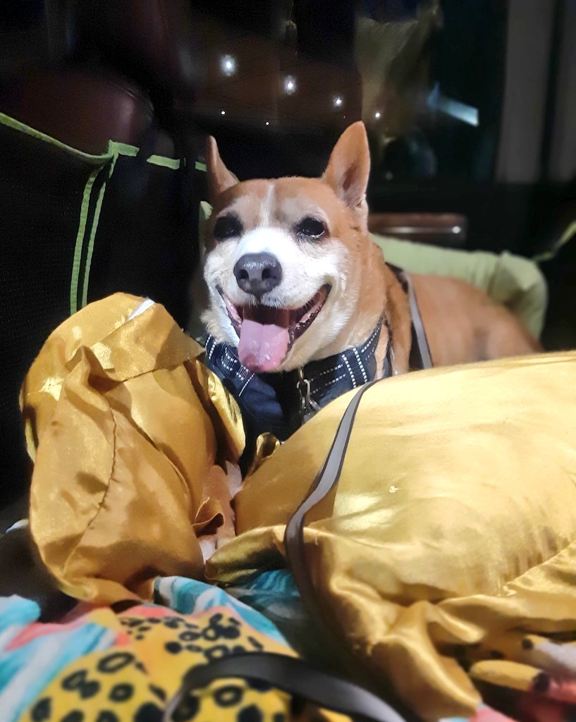 EltonSherrif's tweet image. Sunday daddy & I on night pawtrol, only 80F, so I happy sniffing out our downtown area. Here you can see I b4 - fully focused for da job and after - quite relaxed, giving y'all a personal TOS - a Tongue Out Sunday. Stay happy, have some fun, your friend Sheriff Elton 🖐🐾🚔🐕💞