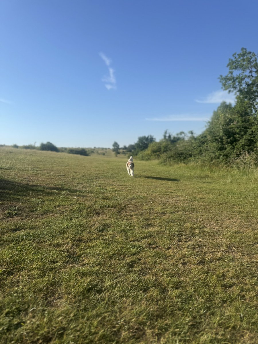 StanleytheC's tweet photo. Early morning walkies cos it’s too hot 🥵 🐾🐾 https://t.co/JbnZHx9gMk