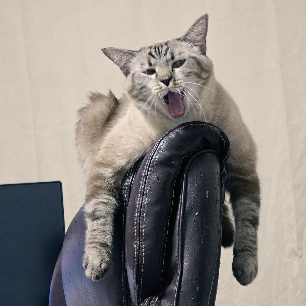 anonymous_cat_x's tweet photo. #猫の変顔コンクール https://t.co/2SabhIagjA