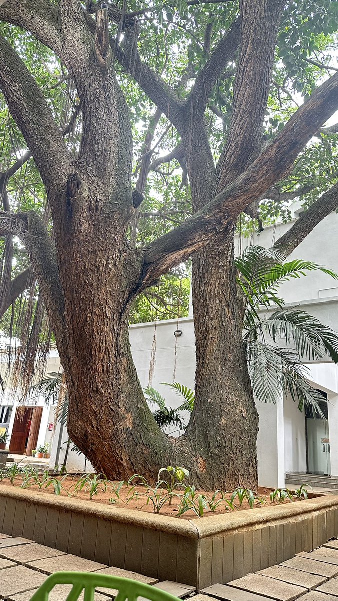 vrundavs's tweet photo. For ~~
#thicktrunktuesday 
@keeper_of_books 

#bangalore has some of the oldest trees…

Half of them gone in the name of #urbanisation 

#stopcuttingtrees https://t.co/cjddEG4hMH