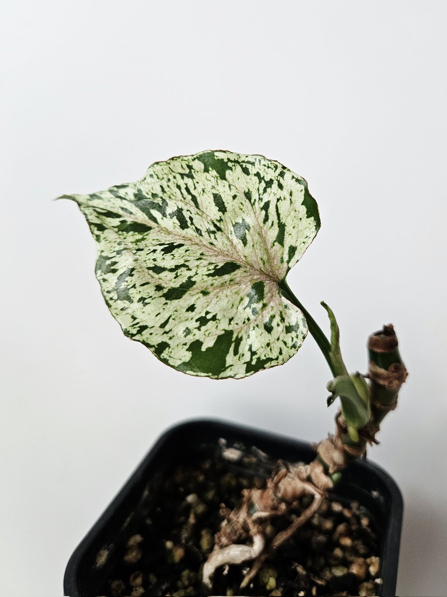 겨울에 베란다에 있던 많은 필로들이 뼈만 남기고 갔단 말이지. (그러게 왜 안 들이고...) 이것도 그중에 하나일거라 생각하고 약간 가챠하는 기분으로 기다렸는데 그린 스플래쉬였다. 그것도 엄청난 무천이의! 😳