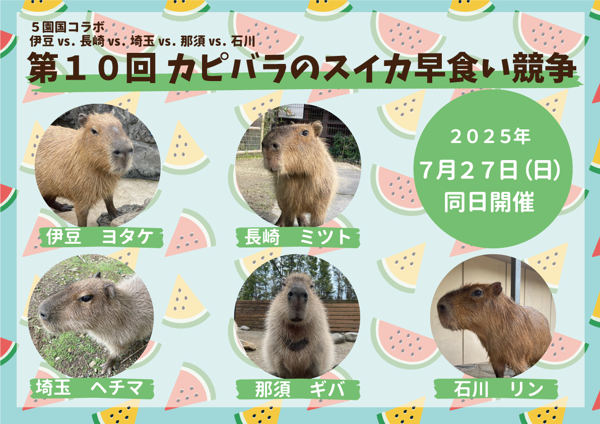 capybarabath's tweet image. 第10回「カピバラのスイカ🍉早食い競争」は2025年7/27(日)スイカの日に開催いたします。
今年もこの日がやってまいりました。各園国から選ばれたカピバラたちが火花を散らします。
今年の栄冠は誰の手に!
各園国HPを要チェック!
※こちらの企画は早食いを強制するものではありません。
#capybarabath