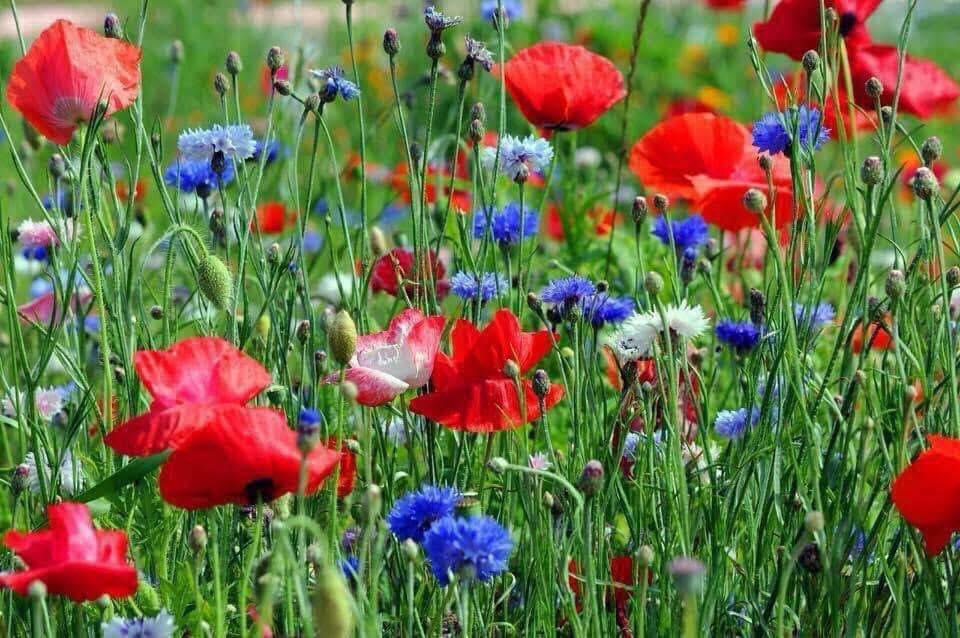 On the morning of 1st July 1916 the first of the Battles of the Somme started.  
#WeWillRememberThem