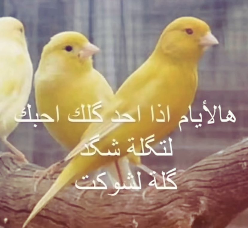 . (@alcoldfish) on Twitter photo 